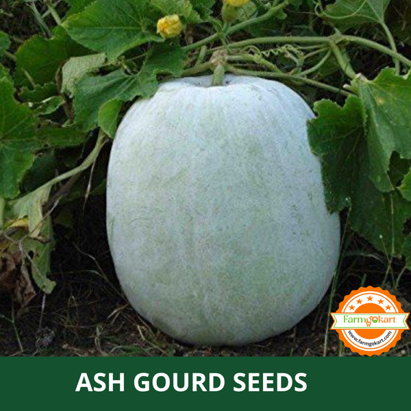 ASH GOURD F1 HYBRID - Pack of 20 Seeds