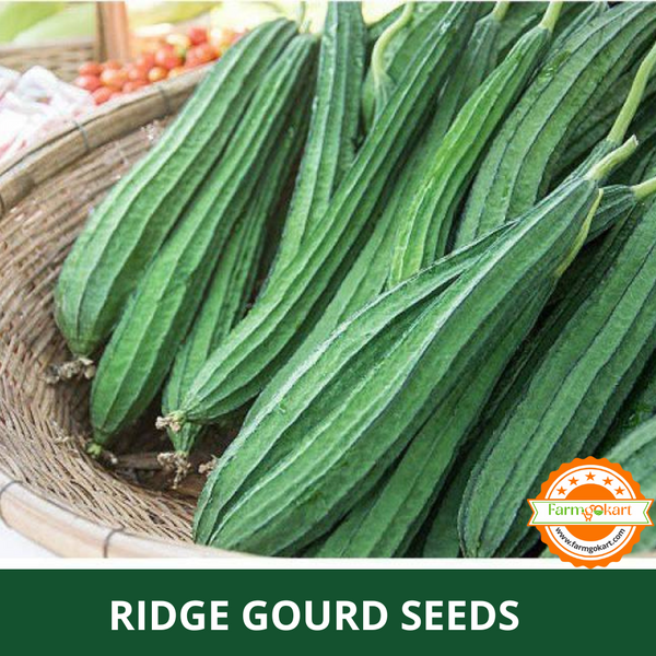 RIDGE GOURD F1 HYBRID -Pack of 10 Seeds