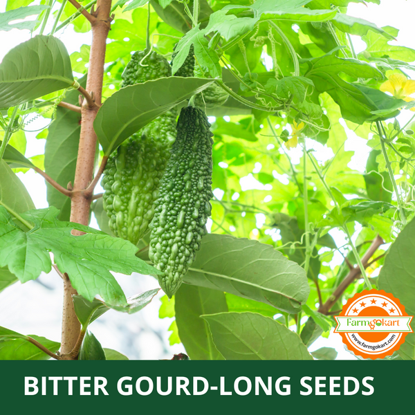 BITTER  GOURD  (LONG)  -Pack of 15 Seeds