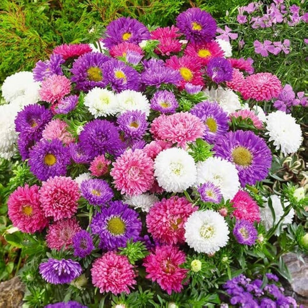 Aster Mixed Flower Seeds