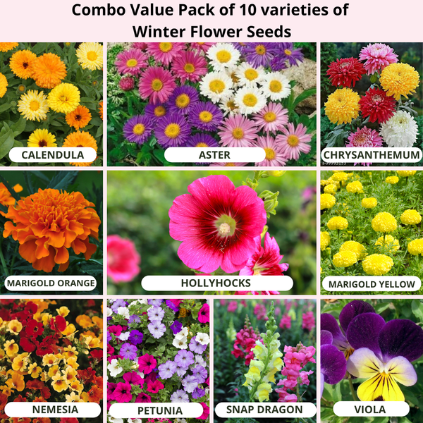 Winter season flower seeds | combo pack of 10 varaties (appx 1725 seeds)