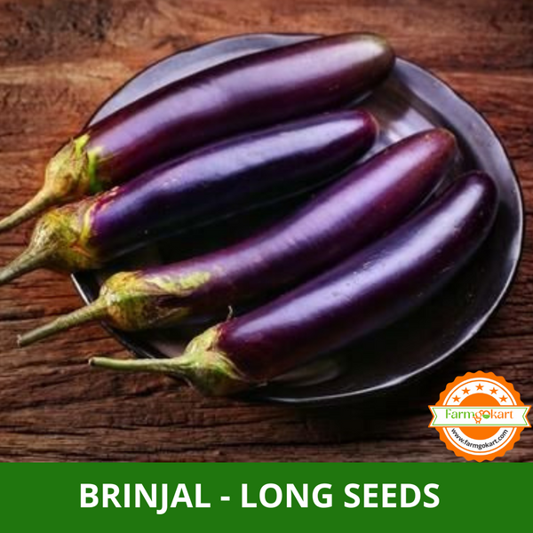 BRINJAL LONG PURPLE  F1 HYBRID -Pack of 100 Seeds