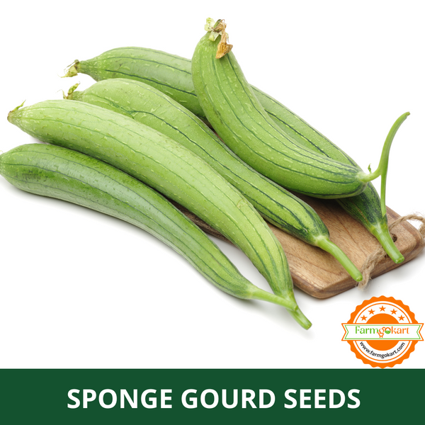 SPONG GOURD F1 HYBRID -Pack of 20 Seeds