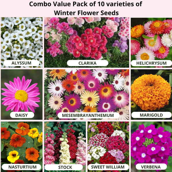 Winter Season Combo Pack of 10 Varieties Flower Seeds Packets in one | Appx 1470 Seeds