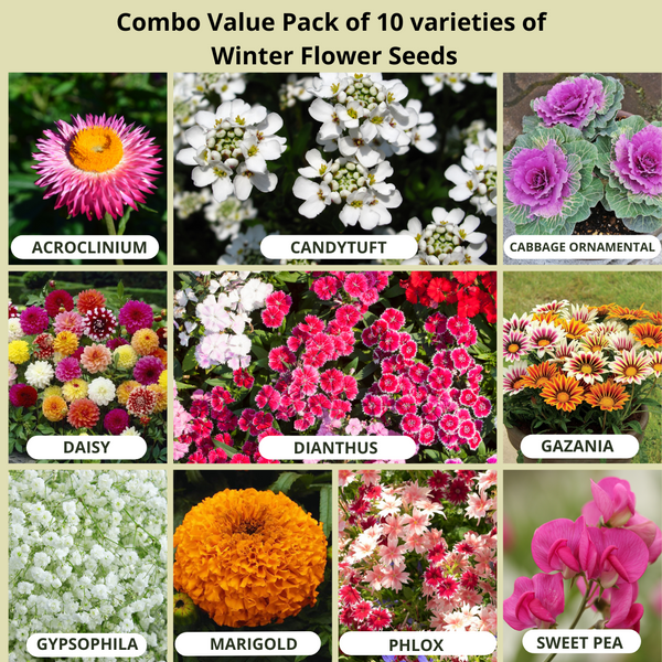 Winter Season Combo Pack of 10 Varieties Flower Seeds Packets in one | Appx 1325 Seeds