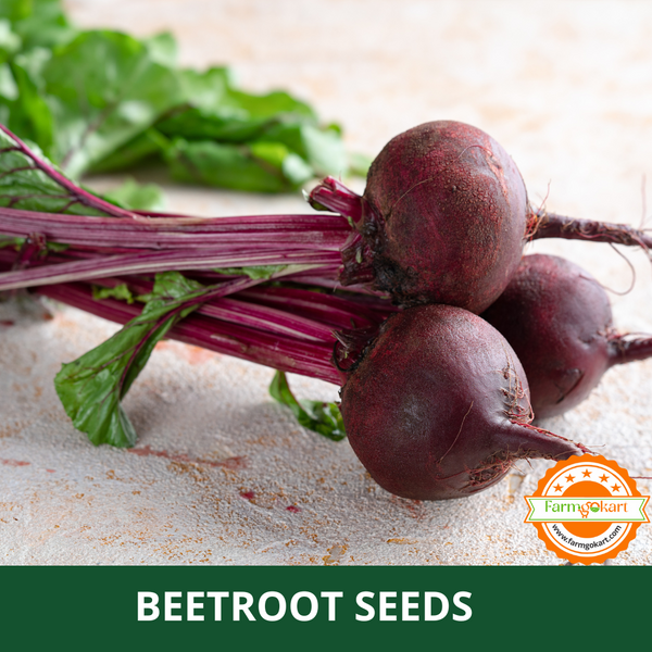 BEET ROOT -Pack of 250 Seeds