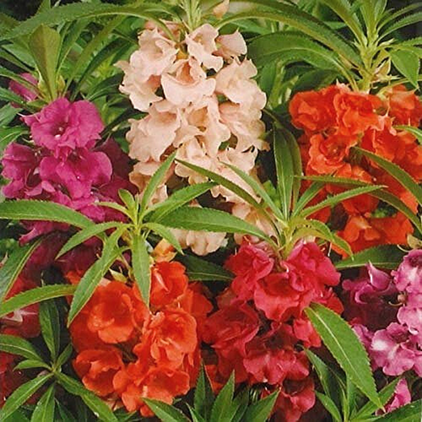 Balsam - Tom Thumb Mixed Flower Seeds