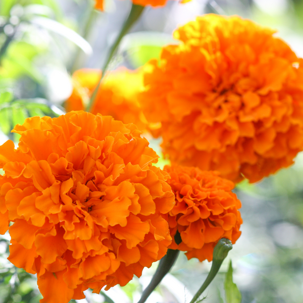 Marigold - African Orange Flower Seeds