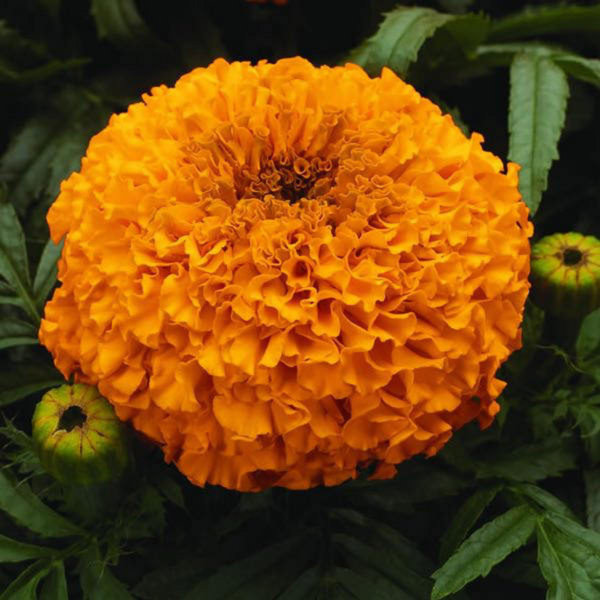 Marigold - Gt. Double Gold Flower Seeds