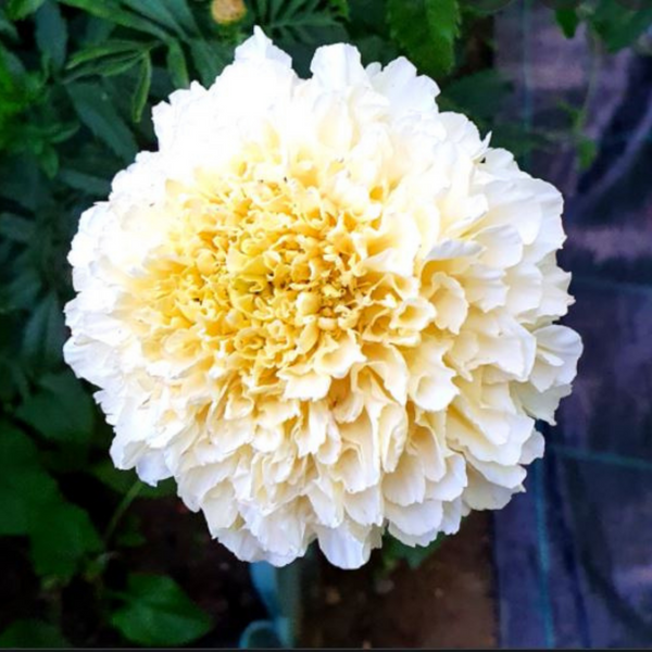 Marigold - White Flower Seeds