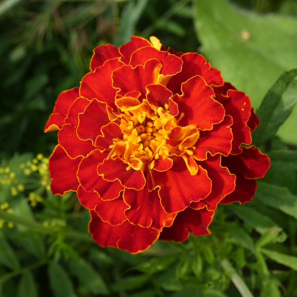 Marigold French - Red Brocade Flower Seeds