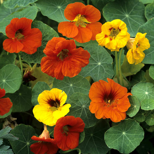 Nasturtium Mixed Flower - Pack of 20 Seeds