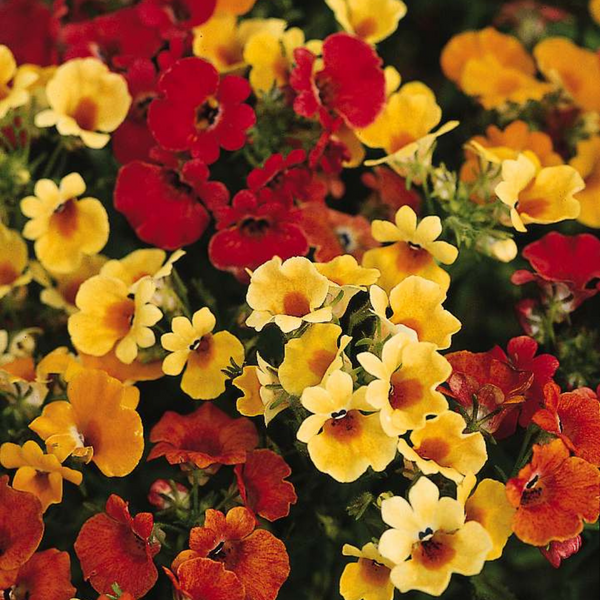 Nemesia - Carnival Mixed Flower - Pack of 400 Seeds