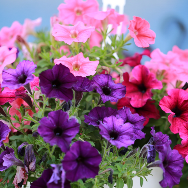 Petunia  Mixed Flower Seeds