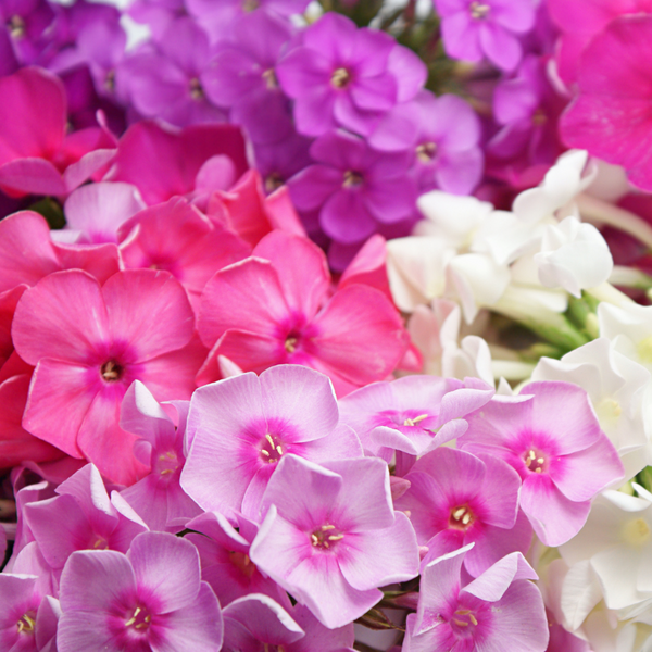 Phlox- Beauty Mixed Flower - Pack of 200 Seeds