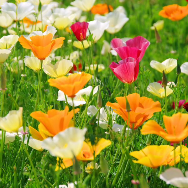 Poppy - California Mixed Flower Seeds