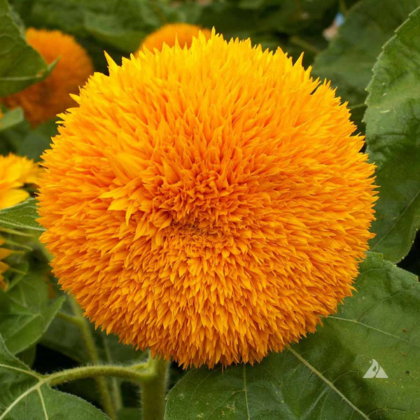 Sunflower Dwarf Sungold Flower - Pack of 20 Seeds