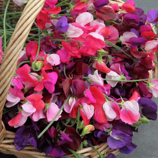 Sweet Pea - Mixed Flower - Pack of 20 Seeds