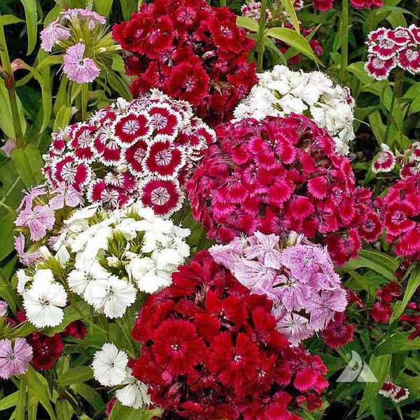 Sweet William - Mixed Flower - Pack of 200 Seeds