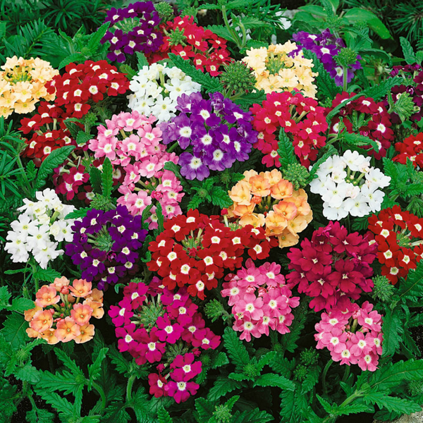 Verbena - Ideal Mixed Flower - Pack of 100 Seeds