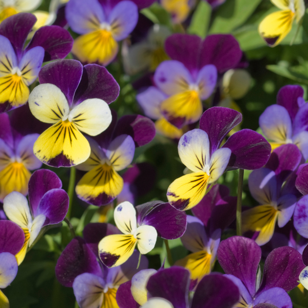 Viola - Johny Jump Up Flower - Pack of 100 Seeds