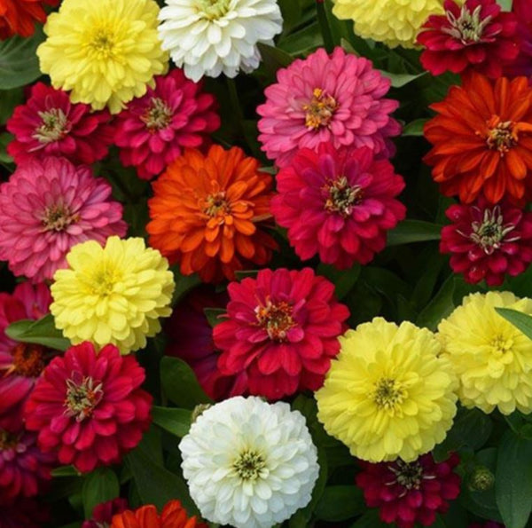 Zinnia Mixed Flower - Pack of 100 Seeds