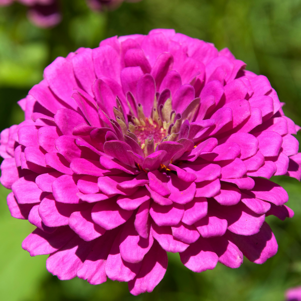 Zinnia Purple Flower - Pack of 100 Seeds