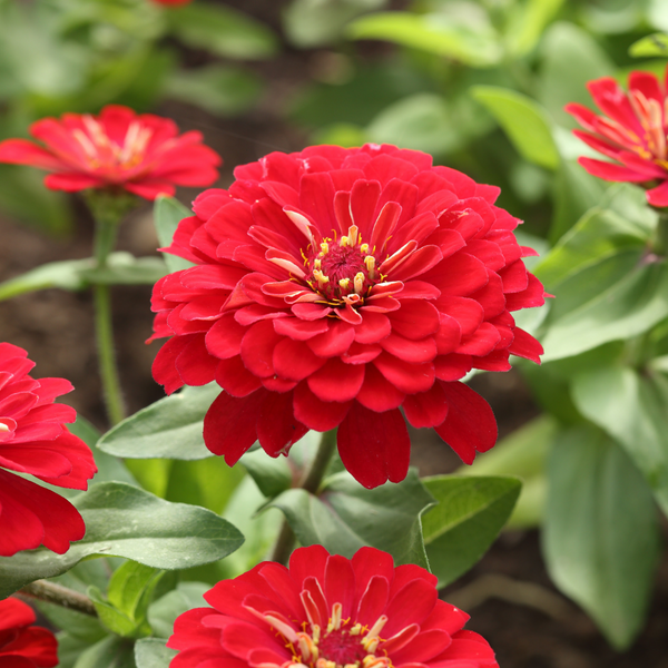 Zinnia- Red Flower - Pack of 100 Seeds