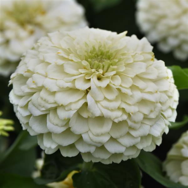 Zinnia White Flower - Pack of 100 Seeds