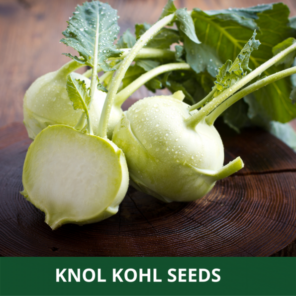 Knol Kohl Seeds