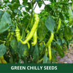 green chilly op (1)