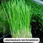 lemong grass mg (1)