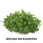 mizuna green mg (1)