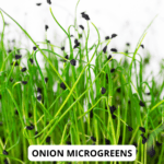 onion mg (1)