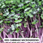 red cabbage mg (1)