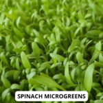 spinach mg (1)