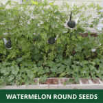 watermelon round (1)