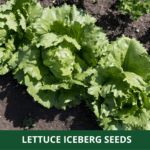 lettuce iceberg (1)