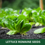 lettuce romaine