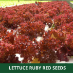 lettuce red (1)