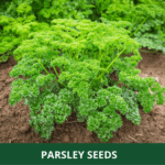parsley (1)