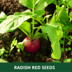 red radish (1)