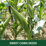 sweet corn (1)