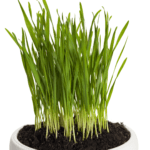 wheat grass (1)