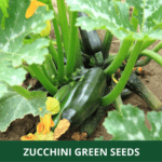 zucchini green (1)