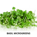 basil green mg (1)