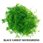 black carrot mg (1)