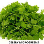 celery mg (1)