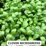 clover mg (1)