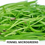 fennel mg (1)